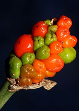 Red and yellow wild fruits