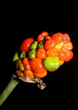 Wild fruits red and yellow