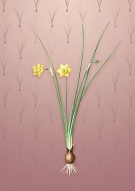 Daffodil on Dusty Pink