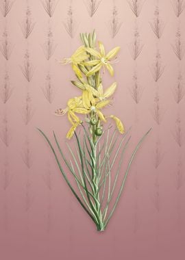 Vintage Yellow Asphodel