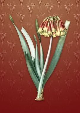 Vintage Knysna Lily on Red