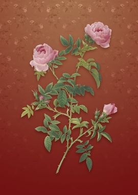 Vintage Rose of the Hedges