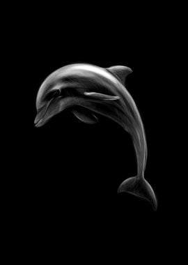 Dolphin on a black