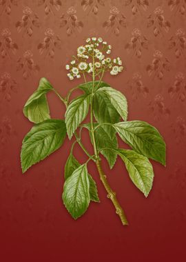 Vintage Climbing Hydrangea