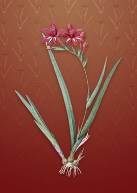 Gladiolus Cardinalis