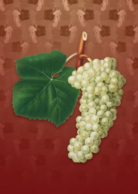 Vintage White Grape on Red