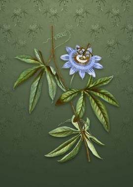 Vintage Blue Passionflower