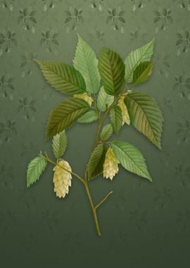 American Hophornbeam