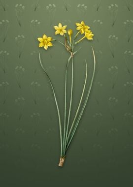 Vintage Rush Daffodil