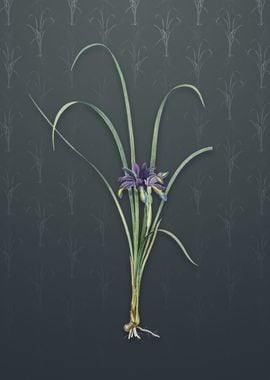 Vintage Grass Leaf Iris