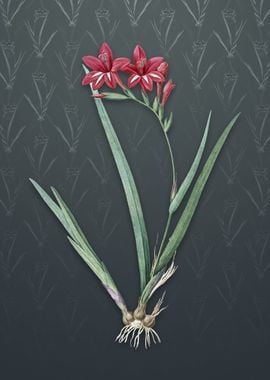 Gladiolus Cardinalis