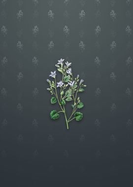 Dalmatian Wall Campanula