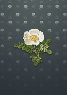 Vintage White Burnet Rose