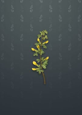 Vintage Common Cytisus