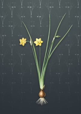 Daffodil on Slate Gray