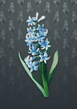 Vintage Dutch Hyacinth