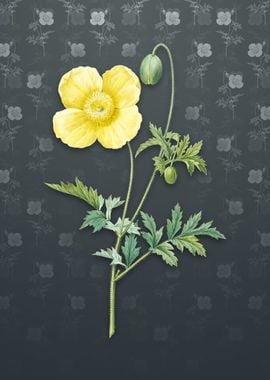 Vintage Welsh Poppy