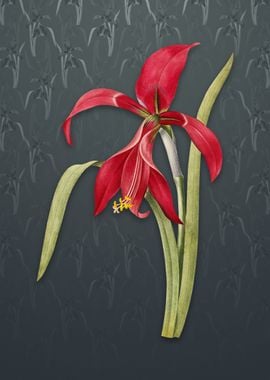 Amaryllis on Slate Gray