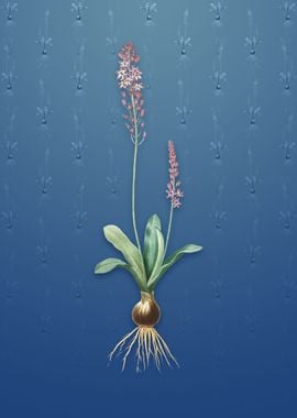 Vintage Scilla Obtusifolia