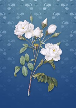 White Rose on Bahama Blue