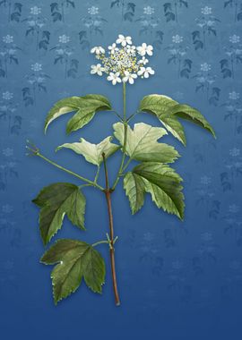 Vintage Guelder Rose