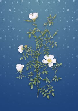 Hedge Rose on Bahama Blue