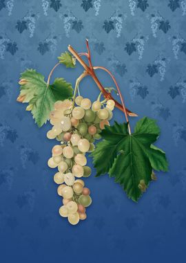 Vintage Muscat Grape