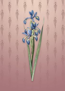 Blue Iris on Dusty Pink