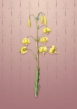 Vintage Lilium Pyrenaicum