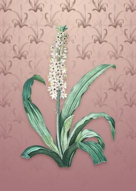 Vintage Eucomis Punctata