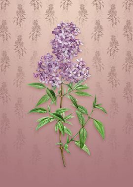 Vintage Persian Lilac