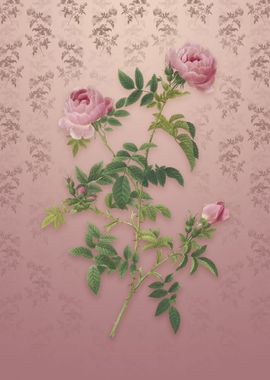 Vintage Rose of the Hedges