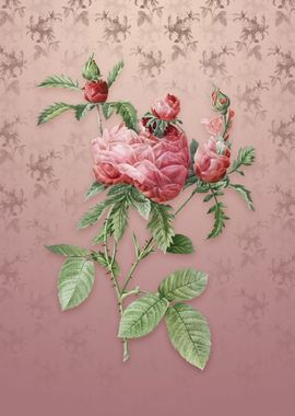 Vintage Cabbage Rose