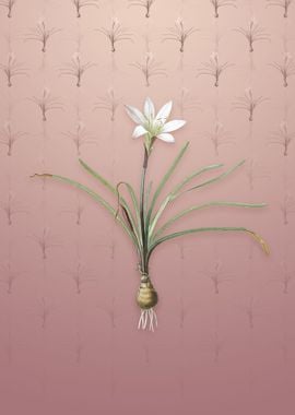 Rain Lily on Dusty Pink