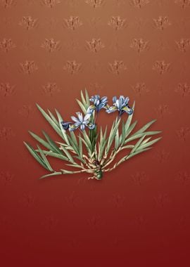 Vintage Dwarf Crested Iris