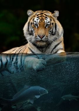 Tiger half in the water