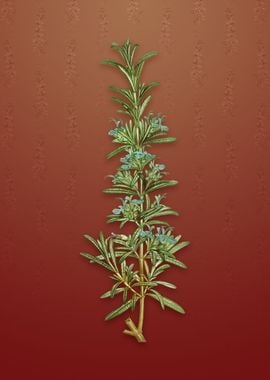 Rosemary on Falu Red