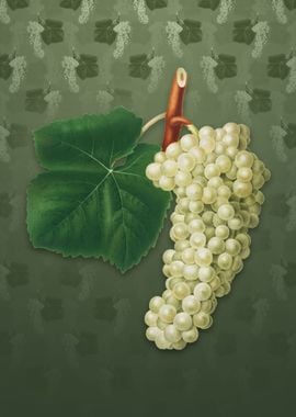 Vintage White Grape