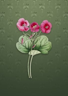 Vintage Bowies Oxalis