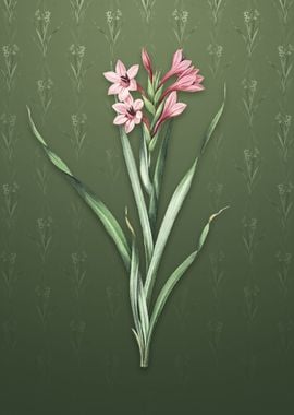 Sword Lily on Lunar Green