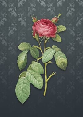 Vintage Red Gallic Rose