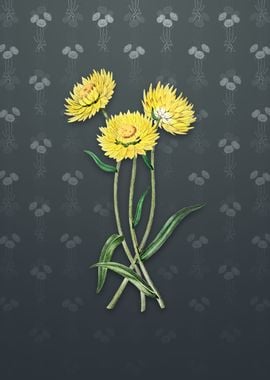 Vintage Helichrysum Flower