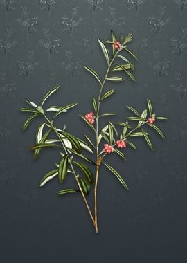 Vintage Bog Rosemary Bush