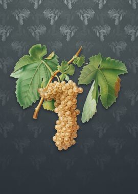 Vintage Trebbiano Grapes