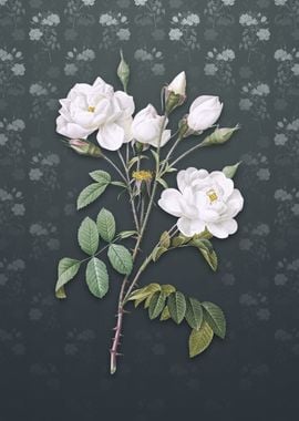 White Rose on Slate Gray