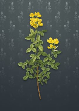 Vintage Common Cytisus