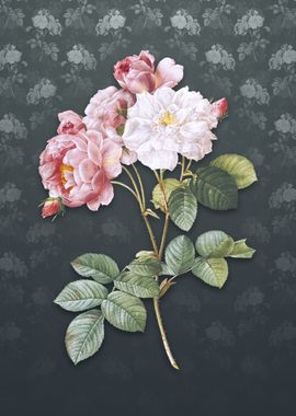 Vintage Pink Damask Rose