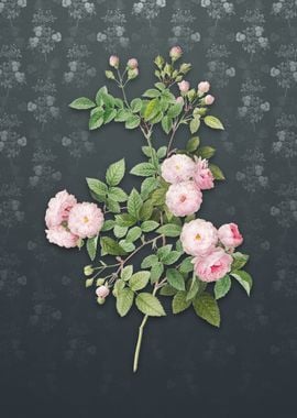 Vintage Pink Baby Roses