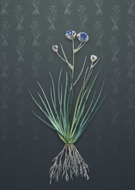 Vintage Blue Corn Lily