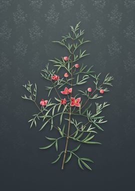 Vintage Boronia Pinnata